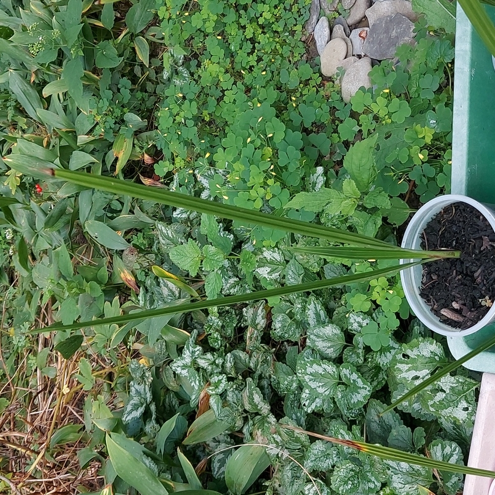 Baby Medjool Date Palm Tree